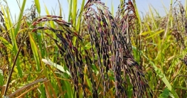 নন্দীগ্রামে নজর কাটছে ‘ব্ল্যাক রাইস’ ধান নন্দীগ্রামে নজর কাটছে ‘ব্ল্যাক রাইস’ ধান