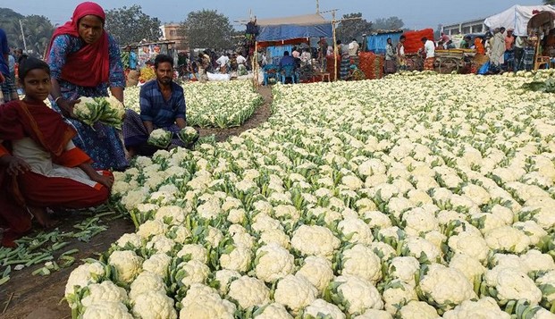 বগুড়ায় কপির বাম্পার ফলন : ভাল দাম পেয়ে কৃষক খুশি