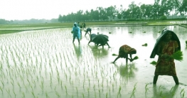 বগুড়ার শেরপুরে বৃষ্টিতে ফিরেছে কৃষকের স্বস্তি বগুড়ার শেরপুরে বৃষ্টিতে ফিরেছে কৃষকের স্বস্তি