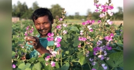 আগাম শিম চাষে লাভবান বগুড়ার কৃষকেরা আগাম শিম চাষে লাভবান বগুড়ার কৃষকেরা