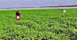 বাদাম চাষে ধুম পড়েছে বগুড়ার চরাঞ্চলে বাদাম চাষে ধুম পড়েছে বগুড়ার চরাঞ্চলে