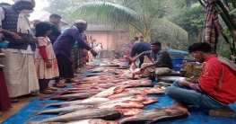 বগুড়ায় সাত ঘণ্টার মেলায় ১৮ লাখ টাকার কেনাবেচা বগুড়ায় সাত ঘণ্টার মেলায় ১৮ লাখ টাকার কেনাবেচা