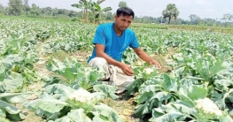 শীতকালীন আগাম সবজি চাষে ব্যস্ত বগুড়ার চাষিরা শীতকালীন আগাম সবজি চাষে ব্যস্ত বগুড়ার চাষিরা
