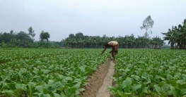 বগুড়ায় চাষ হচ্ছে বারোমাসি মুলা বগুড়ায় চাষ হচ্ছে বারোমাসি মুলা