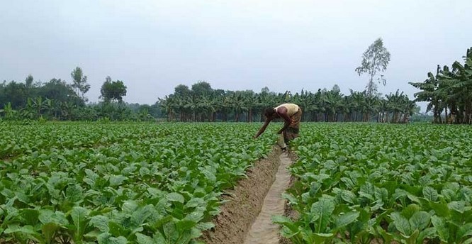 বগুড়ায় চাষ হচ্ছে বারোমাসি মুলা