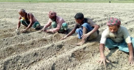 বগুড়ায় আলু চাষে ব্যস্ত কৃষকরা বগুড়ায় আলু চাষে ব্যস্ত কৃষকরা