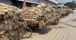 বগুড়ায় পাটের ভালো ফলন ও দাম পাওয়ায় খুশি কৃষক বগুড়ায় পাটের ভালো ফলন ও দাম পাওয়ায় খুশি কৃষক