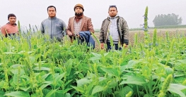 মেক্সিকোর চিয়া চাষ বগুড়ায় মেক্সিকোর চিয়া চাষ বগুড়ায়