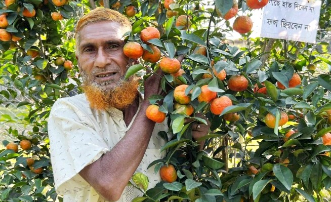 কমলা চাষে সফল বগুড়ার আজিজ কমলা চাষে সফল বগুড়ার আজিজ