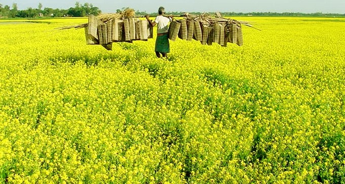 বগুড়ায় সরিষা  আবাদে রেকর্ড - মাঠে মাঠে হলুদের আভা