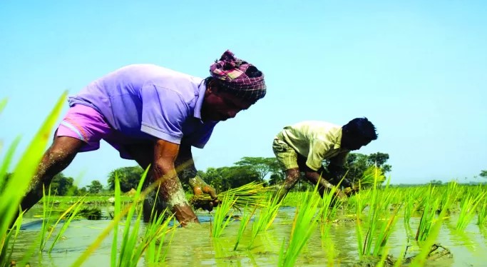 ধুনটে বোরো ধানে ৩০০ কোটি টাকার চাল উৎপাদনের আশা