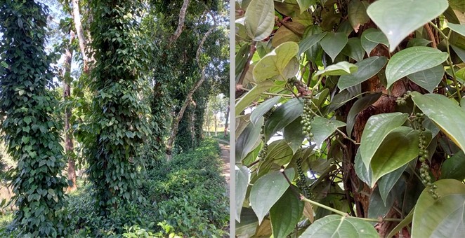মৌলভীবাজারে ২২ বছর ধরে গোলমরিচ চাষ মৌলভীবাজারে ২২ বছর ধরে গোলমরিচ চাষ