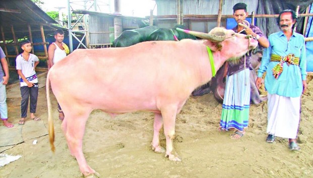 পশুর হাটে গোলাপি রঙের মহিষ! পশুর হাটে গোলাপি রঙের মহিষ!