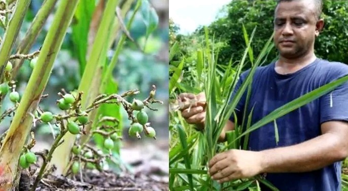 এলাচ চাষে সফল শরিফ, বাণিজ্যিকভাবে বিক্রি করবেন চারা! এলাচ চাষে সফল শরিফ, বাণিজ্যিকভাবে বিক্রি করবেন চারা!