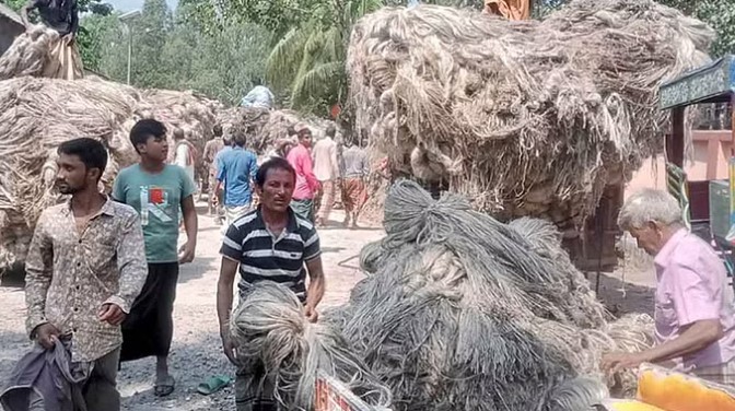 সোনাতলায় পাটের ভালো দাম পেয়ে খুশি কৃষকরা