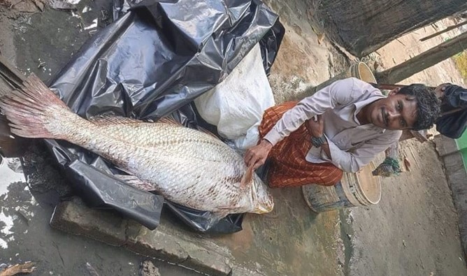 সেন্টমার্টিনে আবারো ধরা পড়ল ২৩ কেজি ওজনের পোপা মাছ সেন্টমার্টিনে আবারো ধরা পড়ল ২৩ কেজি ওজনের পোপা মাছ
