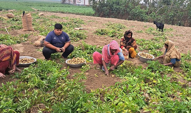 বগুড়ার মাঠে মাঠে আগাম আলু উত্তোলন শুরু