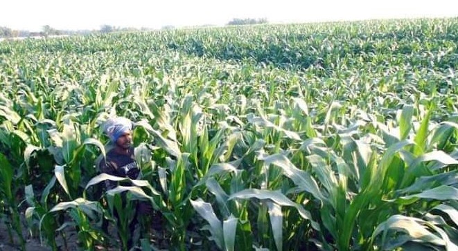 বগুড়ার সারিয়াকান্দির চরে বাতাসে দোল দিচ্ছে সবুজ ভূট্টার গাছ