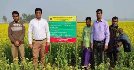 নন্দীগ্রামে সরিষার মাঠ পরিদর্শনে জেলা বীজ প্রত্যয়ন কর্মকর্তা