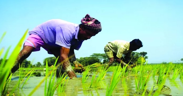 দুপচাঁচিয়ায় বোরো ধান চাষে ব্যস্ত কৃষক