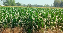 বগুড়ার সারিয়াকান্দির চরে ভূট্টার বাম্পার ফলন বগুড়ার সারিয়াকান্দির চরে ভূট্টার বাম্পার ফলন