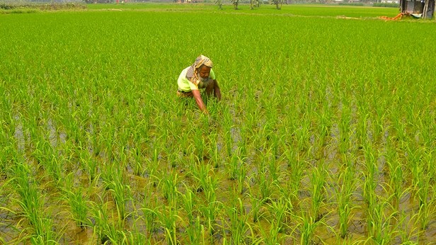 বগুড়ায় সবুজ ধানে স্বপ্ন বুনছে কৃষক