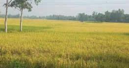 বগুড়ায় আমনের বাম্পার ফলন বগুড়ায় আমনের বাম্পার ফলন