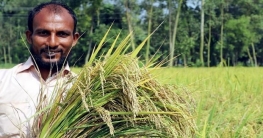 নন্দীগ্রামে প্রতি বিঘার আমন ধানে কৃষকের আয় ৪০ হাজার টাকা নন্দীগ্রামে প্রতি বিঘার আমন ধানে কৃষকের আয় ৪০ হাজার টাকা