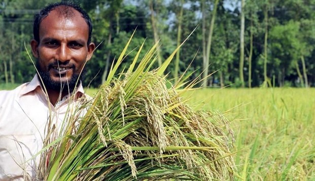 নন্দীগ্রামে প্রতি বিঘার আমন ধানে কৃষকের আয় ৪০ হাজার টাকা