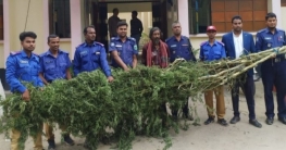 বগুড়ায় ৩৮ কেজির গাজা গাছ উদ্ধার, গ্রেফতার ১ বগুড়ায় ৩৮ কেজির গাজা গাছ উদ্ধার, গ্রেফতার ১