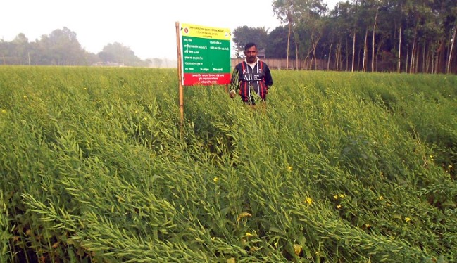 সরিষায় তৃপ্তি সারিয়াকান্দির কৃষকদের