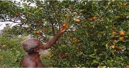 বগুড়ায় চাইনিজ কমলা চাষে ব্যাপক সম্ভাবনা বগুড়ায় চাইনিজ কমলা চাষে ব্যাপক সম্ভাবনা