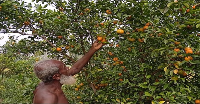 বগুড়ায় চাইনিজ কমলা চাষে ব্যাপক সম্ভাবনা বগুড়ায় চাইনিজ কমলা চাষে ব্যাপক সম্ভাবনা