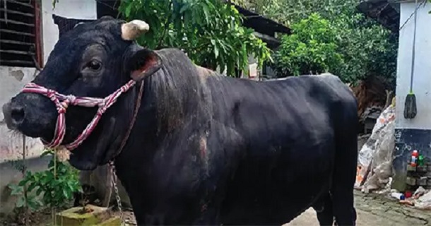 কোরবানির হাট কাঁপাবে ‘কালো মানিক’