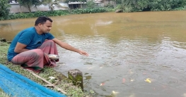কাহালুতে রঙিন সৌখিন মাছচাষে শাহাবুদ্দিনের সাফল্য কাহালুতে রঙিন সৌখিন মাছচাষে শাহাবুদ্দিনের সাফল্য