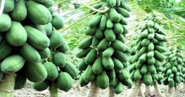 বগুড়ায় হাইব্রিড জাতের ফার্স্ট লেডি পেঁপের বাম্পার ফলন বগুড়ায় হাইব্রিড জাতের ফার্স্ট লেডি পেঁপের বাম্পার ফলন