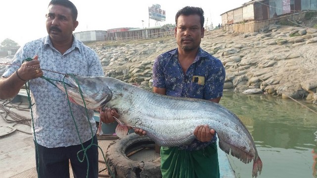 এক বোয়ালের দাম সাড়ে ৪৫ হাজার টাকা