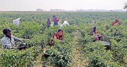 বগুড়ায় যমুনার চরে হাজার কোটি টাকার কৃষি বাণিজ্য বগুড়ায় যমুনার চরে হাজার কোটি টাকার কৃষি বাণিজ্য