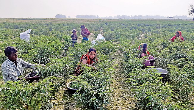 বগুড়ায় যমুনার চরে হাজার কোটি টাকার কৃষি বাণিজ্য