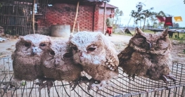 বগুড়ায় ঝড়ো হাওয়ায় তছনছ নিমপ্যাঁচার সংসার, ছানাদের আগলে রাখল মা