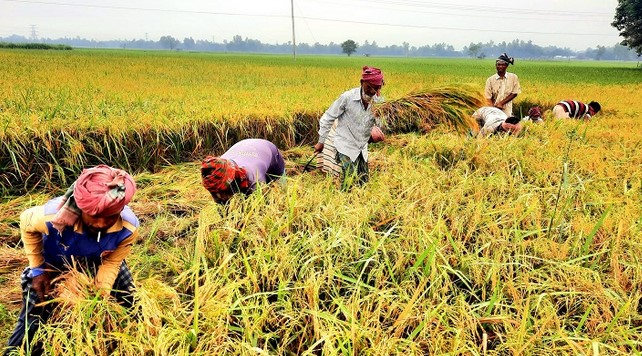 বগুড়ায় ধানের মৌ-মৌ গন্ধে কৃষকদের মুখে হাসি