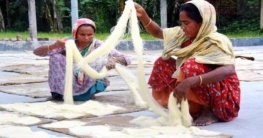 বগুড়ার ‘সাদা সোনা’ রপ্তানি হচ্ছে বিদেশে বগুড়ার ‘সাদা সোনা’ রপ্তানি হচ্ছে বিদেশে