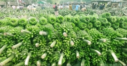 বগুড়ায় দুই মোকামে কোটি টাকার কলা বিক্রি বগুড়ায় দুই মোকামে কোটি টাকার কলা বিক্রি