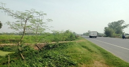 বগুড়ায় রাস্তার পাশে পতিত জমিতে সাজিনার বাম্পার ফলন বগুড়ায় রাস্তার পাশে পতিত জমিতে সাজিনার বাম্পার ফলন