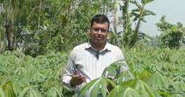 বগুড়ায় নতুন অর্থনৈতিক ফসল কাসাভার চাষ বগুড়ায় নতুন অর্থনৈতিক ফসল কাসাভার চাষ