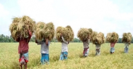 সারিয়াকন্দিতে ইরি ধান কাটামাড়াই শুরু