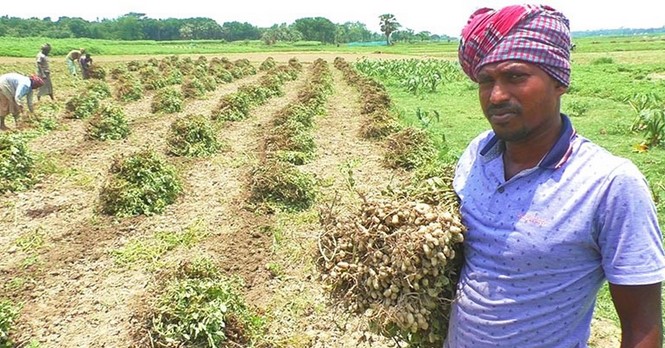 নদীর চরে বাদাম চাষে ভাগ্য বদল নদীর চরে বাদাম চাষে ভাগ্য বদল
