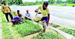 বগুড়ার সবজি পল্লীতে হচ্ছে ১৫ কোটি চারা বগুড়ার সবজি পল্লীতে হচ্ছে ১৫ কোটি চারা