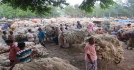 সোনাতলার হাটে-বাজারে প্রচুর পাটের সরবরাহ ভাল দাম পেয়ে কৃষক খুশি সোনাতলার হাটে-বাজারে প্রচুর পাটের সরবরাহ ভাল দাম পেয়ে কৃষক খুশি