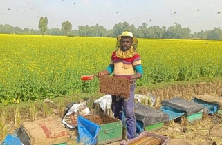 বগুড়ায় ৩০ হাজার লিটার মধু সংগ্রহের লক্ষ্যমাত্রা